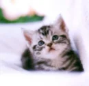 kitten