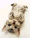 kitten