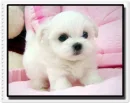 puppy 