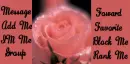 Pink Rose