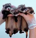 cute ferrets