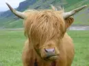 emo cow