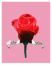 love you rose