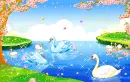 cute swans on water