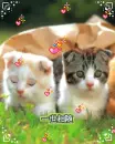 cute cats
