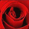 red rose