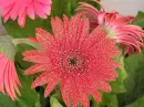 pink flower