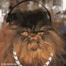 The Hip-Hop/Rap Cat