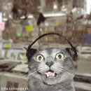 The Techno Cat