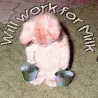 Hungey cat