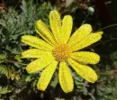 yellow daisy