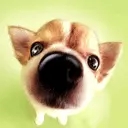 LIL CHIHUAHUA