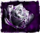 Rain_Drops_On_Roses