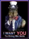 Squirrel