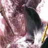 Not food