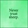 SHEEP