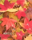 autumn tree leaves