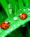 cute ladybugs 