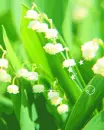 flowers : i love you forever