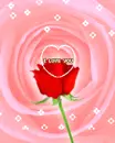 i love you : rose