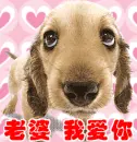 cute dog