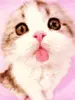 cute stuff