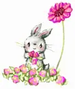 cute bunny
