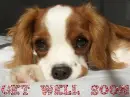 Cute Sad Puppy Tag - Get Well Soon
