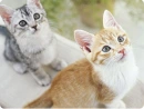 cute kitty
