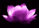 Purple Colorful Flower