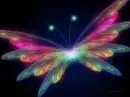 pretty butterfly