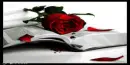 Rose on Bible