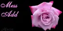 pink rose