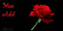 red rose
