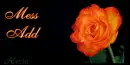 orange rose