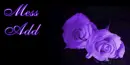 purple roses