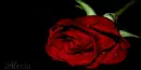 red rose