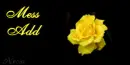 yellow rose