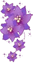 purple flowers