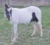 a funny foal