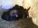puppies
