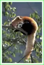 XXXX Red Panda XXXX