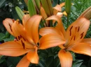 orange lotus