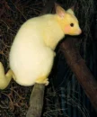 REAL LIFE PIKACHU!!!!!