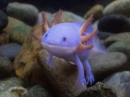 REAL LIFE MUDKIP