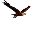 Vulture