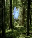 wood fairy