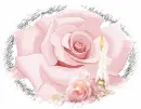 Pink Rose