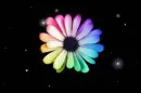 rainbow flower