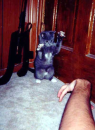 Deadly cat